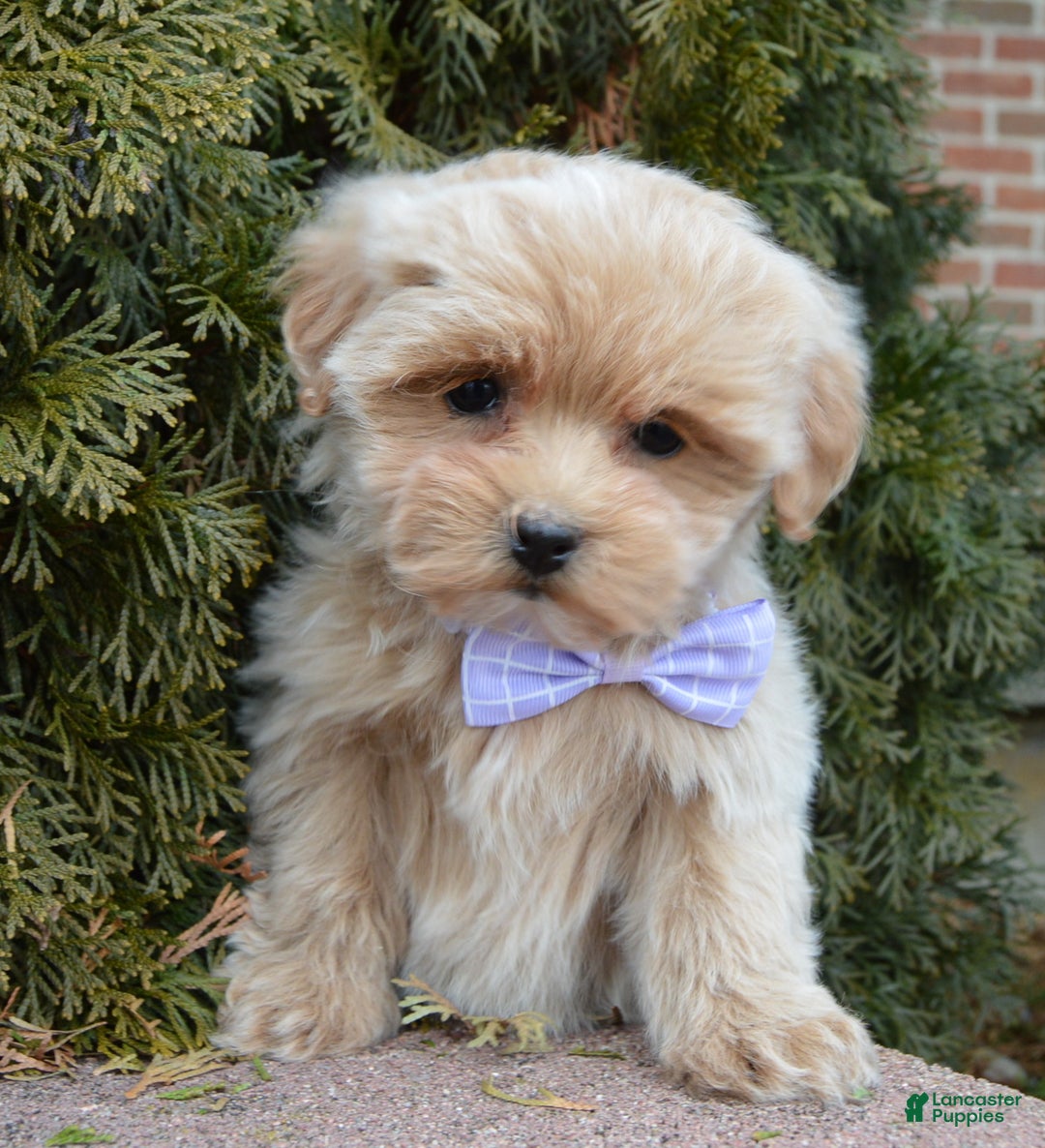 Maltipoo dogs for sale: Mabel - Ad 11