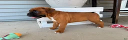 Boxer dogs for sale: Daisy - Ad 12