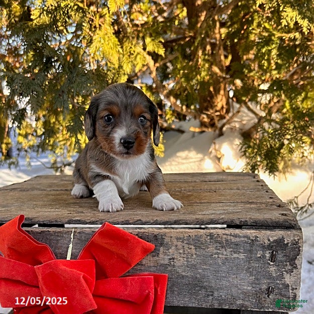 Dachshund dogs Jasmine - Ad 11