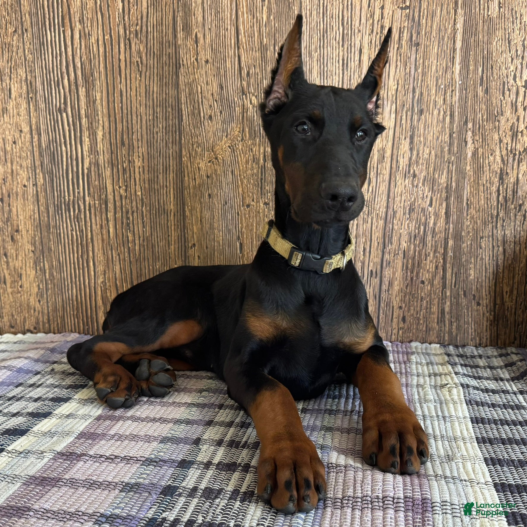 Doberman Pinscher dogs Vanna - Ad 1