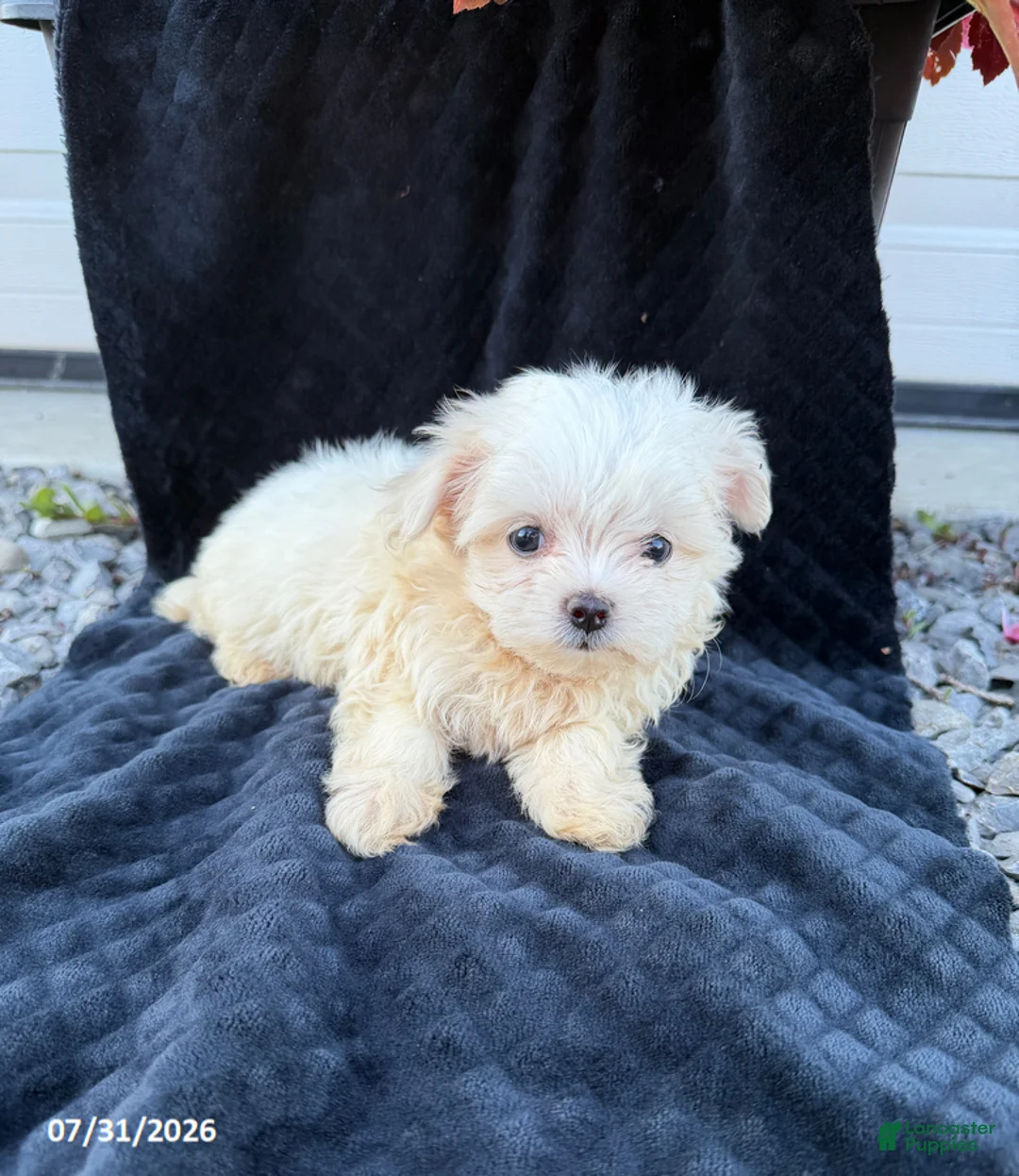 Maltese dogs for sale: Abigail - Ad 2