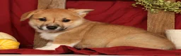 Welsh Corgi Pembroke dogs for sale: Tonya - Ad 5