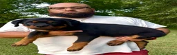 Rottweiler dogs for sale: Brown Collar Male - Ad 2