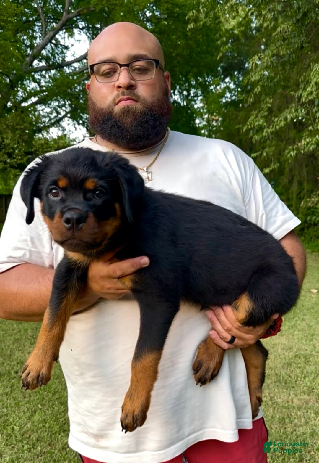 Rottweiler dogs for sale: Brown Collar Male - Ad 2