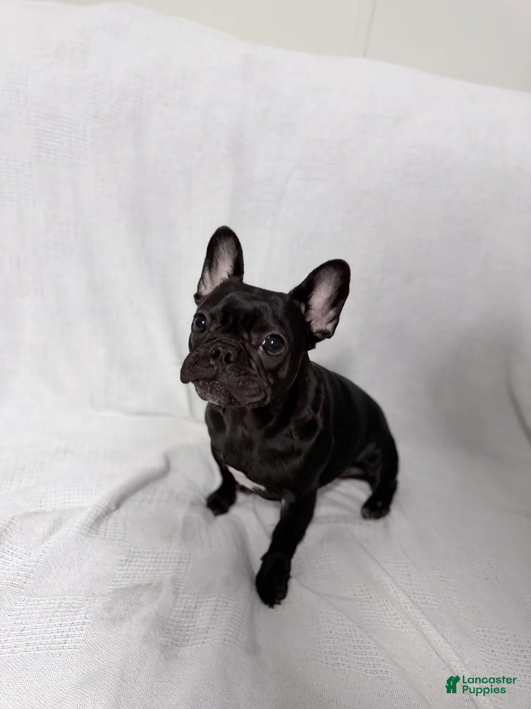 French Bulldog dogs for sale: Coco Cleo channel  - Ad 9