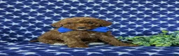 Mini Goldendoodle dogs for sale: Rumford 10 lbs full grown - Ad 4