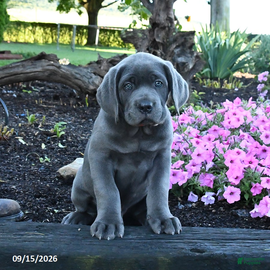 Cane Corso dogs Anvil - Ad 1