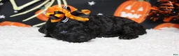 Toy Poodle dogs for sale: Sydney - Ad 8