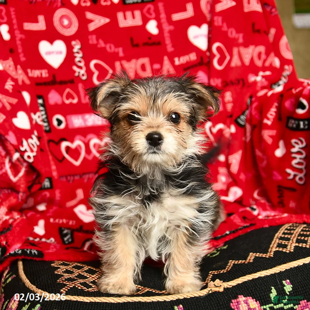 Morkie dogs for sale: Betty   - Ad 5