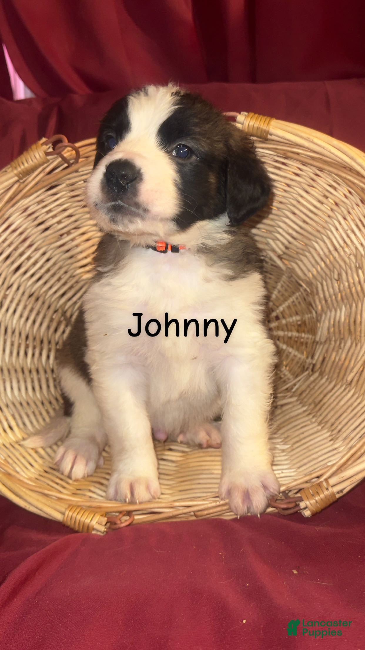 Saint Bernard dogs Johnny  - Ad 2