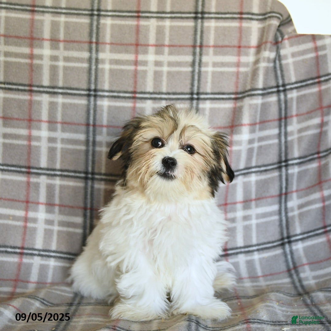 Shorkie dogs for sale: Karl - Ad 10