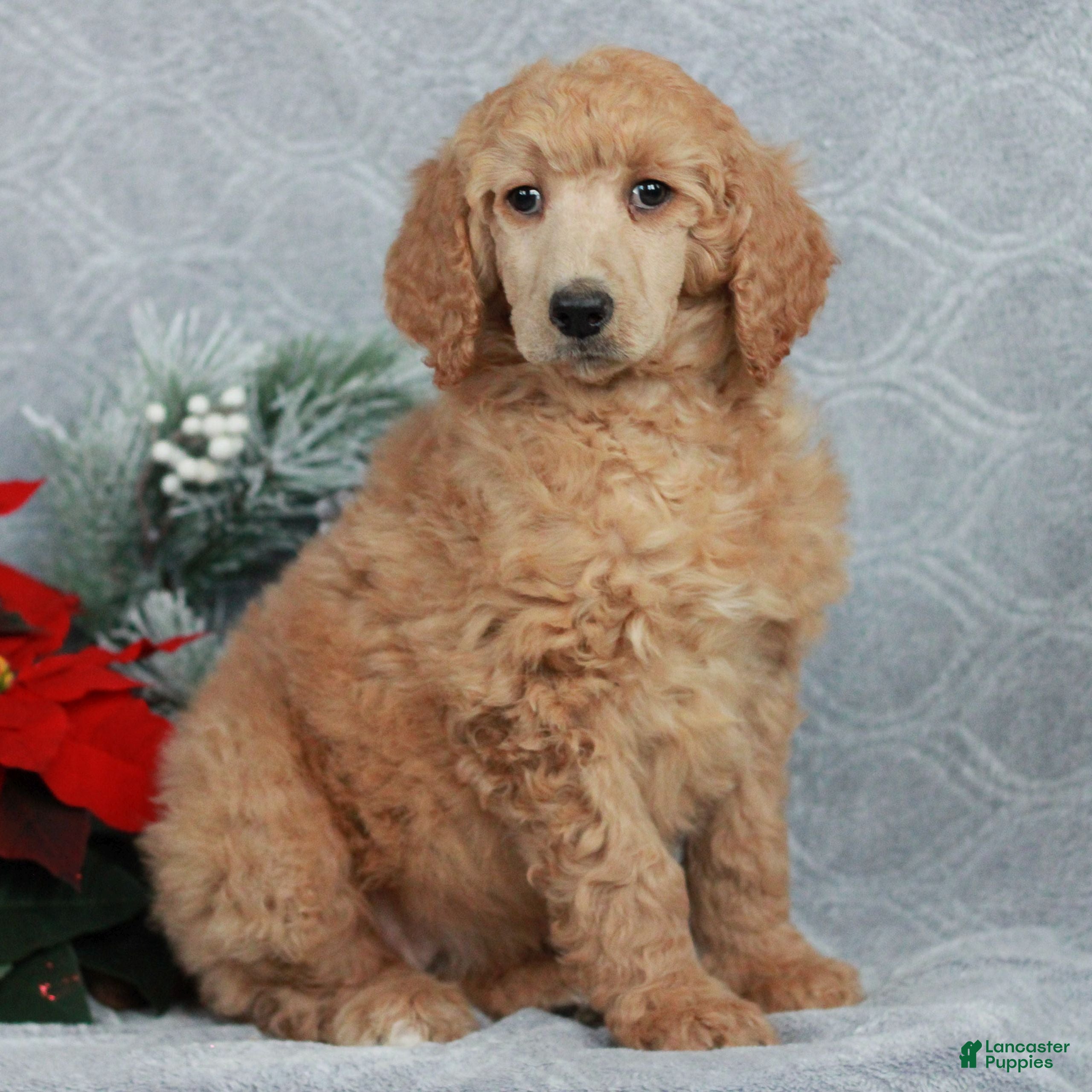 Standard Poodle dogs Patty  - Ad 25