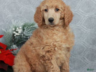 Standard Poodle dogs Patty - Ad 7