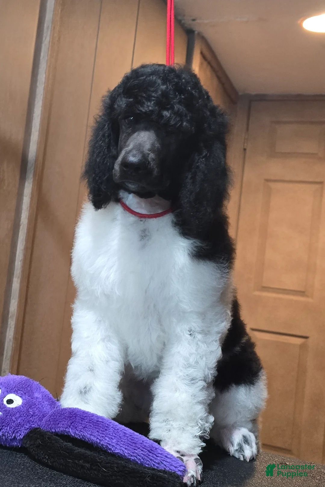 Standard Poodle dogs for sale: Phoenix  - Ad 2