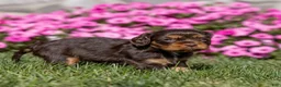 Cavalier King Charles Spaniel dogs for sale: Molly - Ad 6
