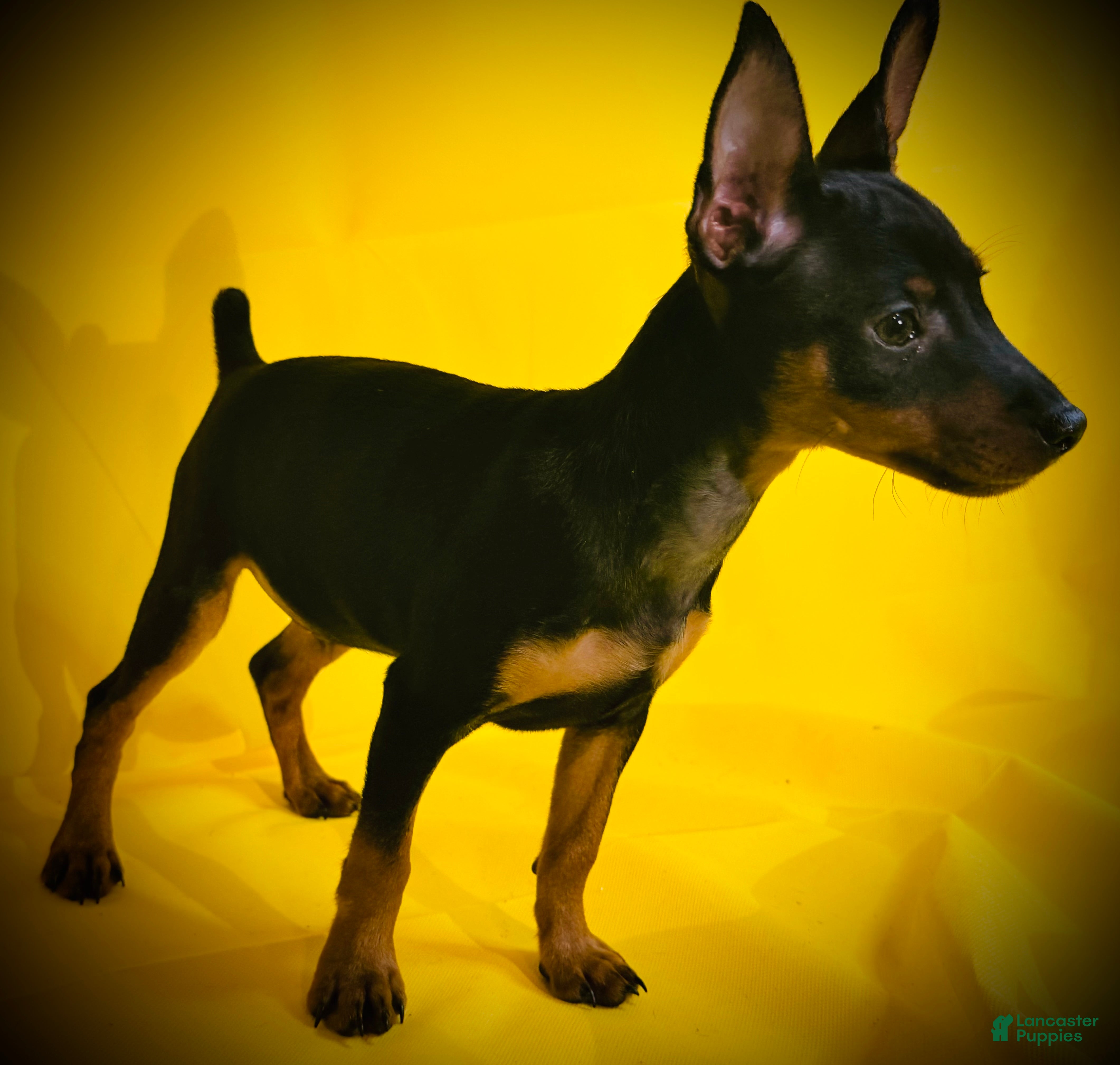 Miniature Pinscher dogs Sasha - Ad 1