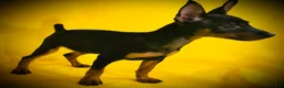 Miniature Pinscher dogs for sale: Sasha - Ad 3