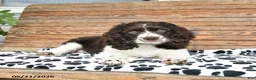 Mixed Breed dogs for sale: Patches - Ad 5