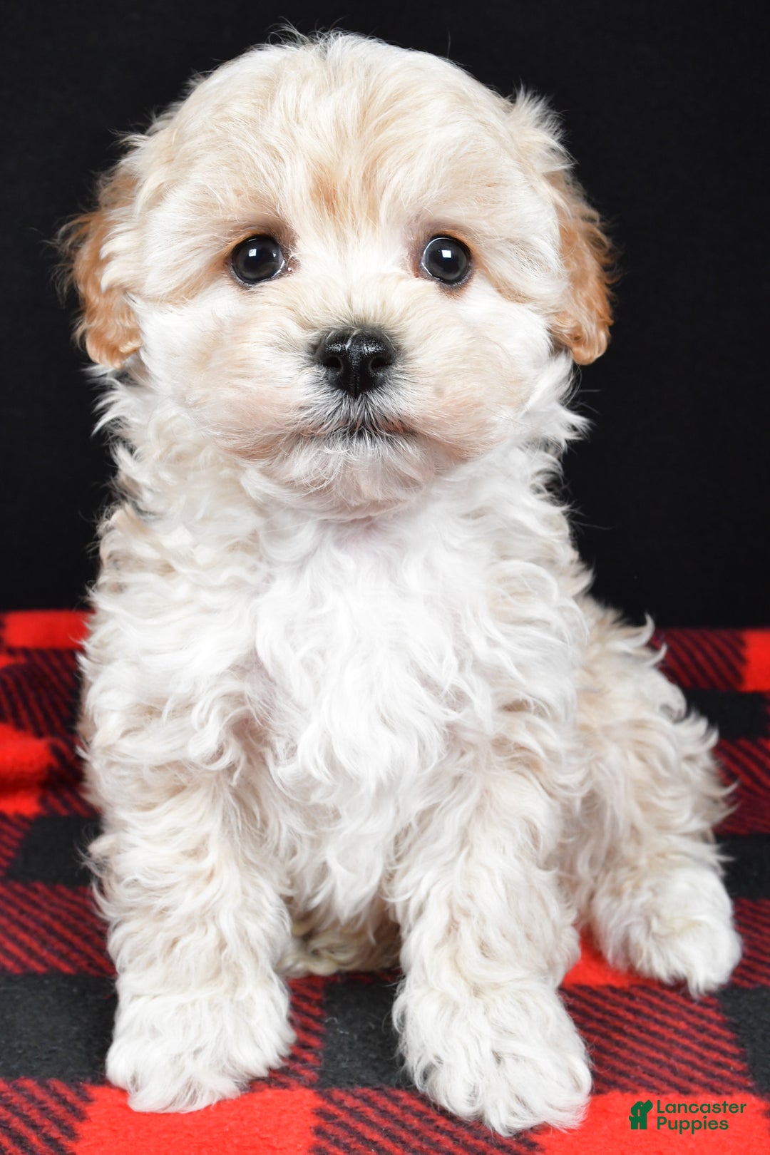 Maltipoo dogs for sale: Frankie - Ad 11