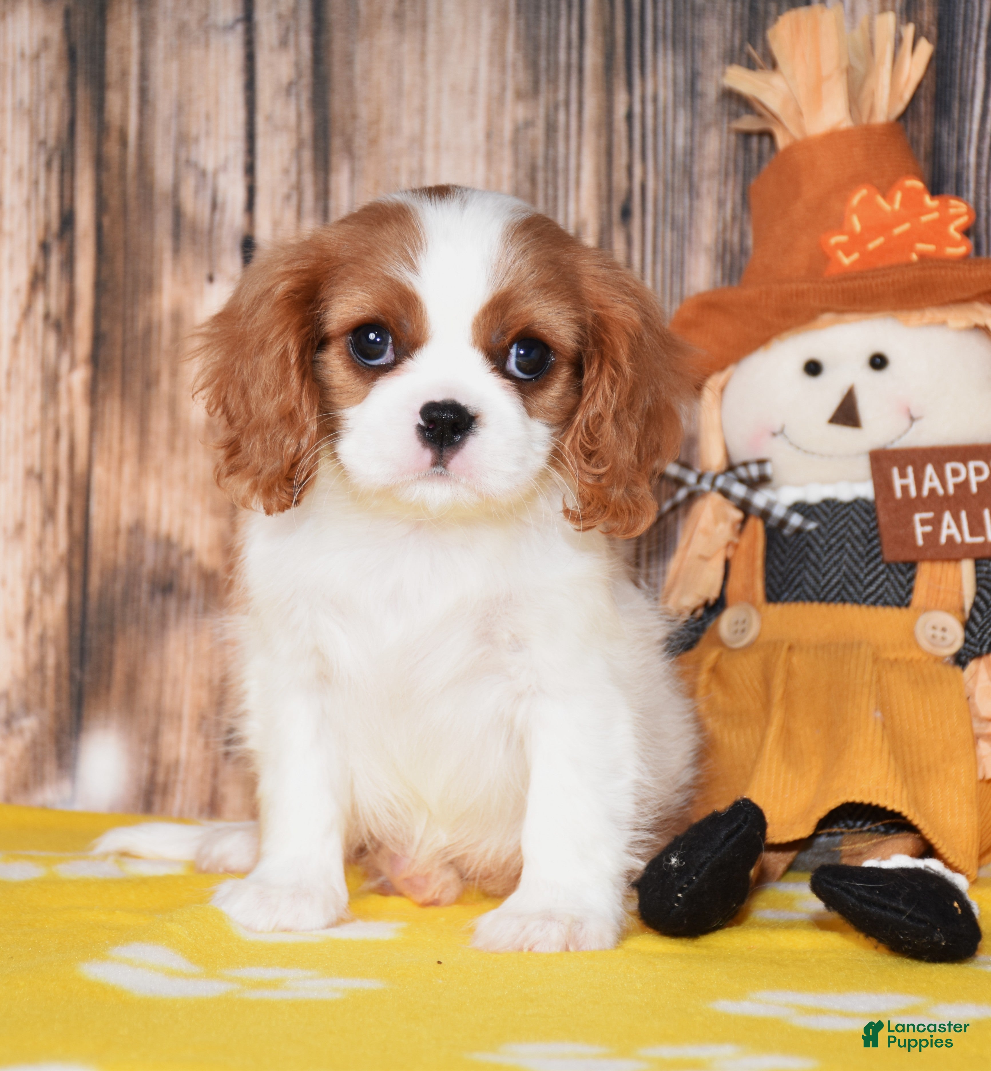 Cavalier King Charles Spaniel dogs for sale: Gabby - Ad 1
