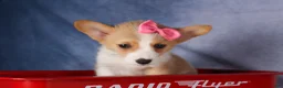 Welsh Corgi Pembroke dogs for sale: Callie  - Ad 16