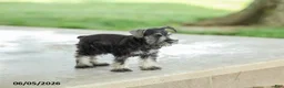 Miniature Schnauzer dogs for sale: Fulton - Ad 4