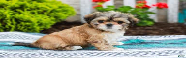 Breezy (Raised in Home, Crate Trained & Potty Training!)
