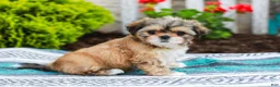 Shih Tzu dogs for sale: Breezy (Raised in Home, Crate Trained & Potty Training!) - Ad 1