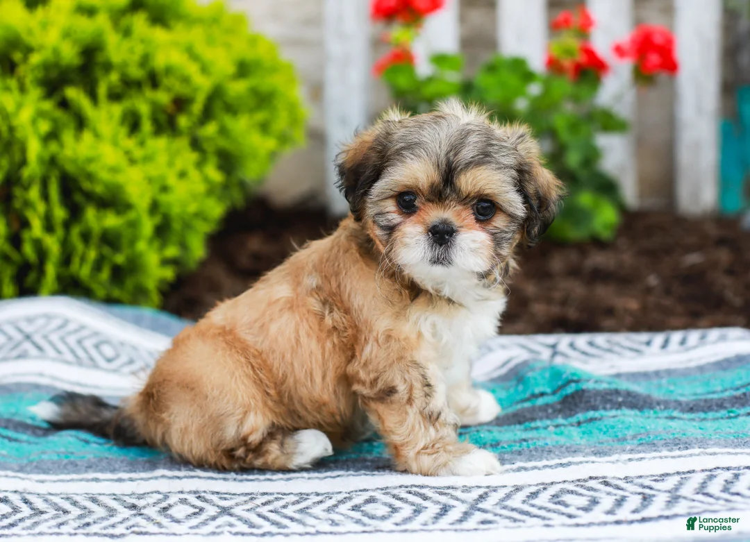 Shih Tzu dogs for sale: Breezy (Raised in Home, Crate Trained & Potty Training!) - Ad 1