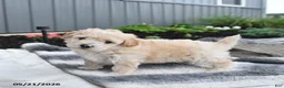 Bichpoo dogs for sale: Julio - Ad 5