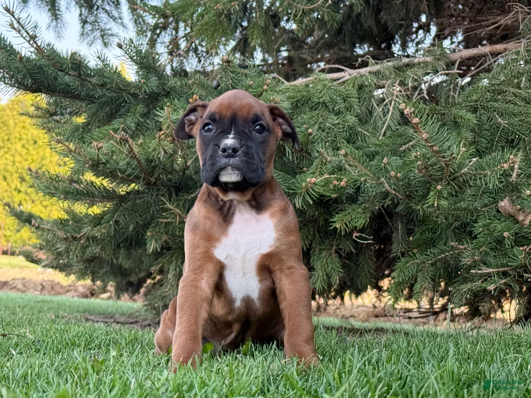 Boxer dogs for sale: Daisy  - Ad 1