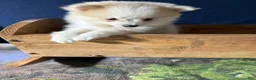 Pomeranian dogs for sale: Rachelle - Ad 7