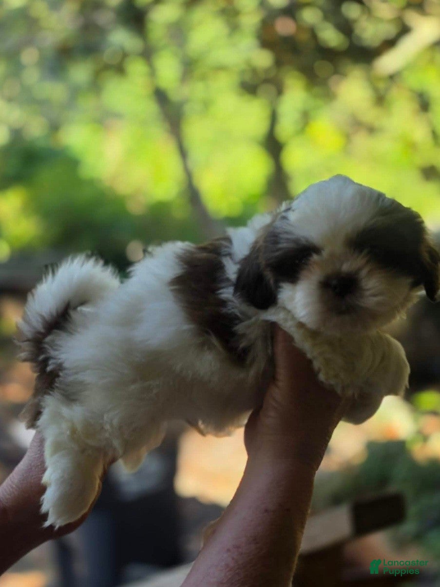 Shih Tzu dogs Boy #1 - Ad 5