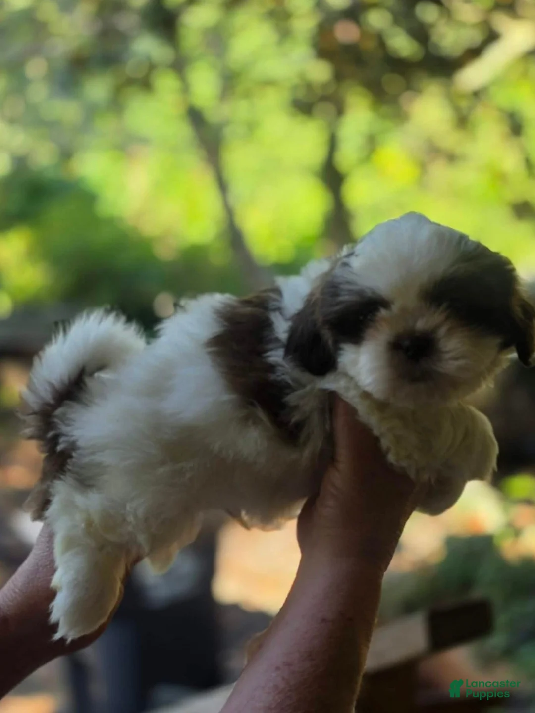 Shih Tzu dogs for sale: Boy #1 - Ad 1