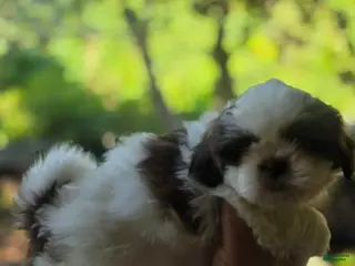 Shih Tzu dogs Boy #1 - Ad 5