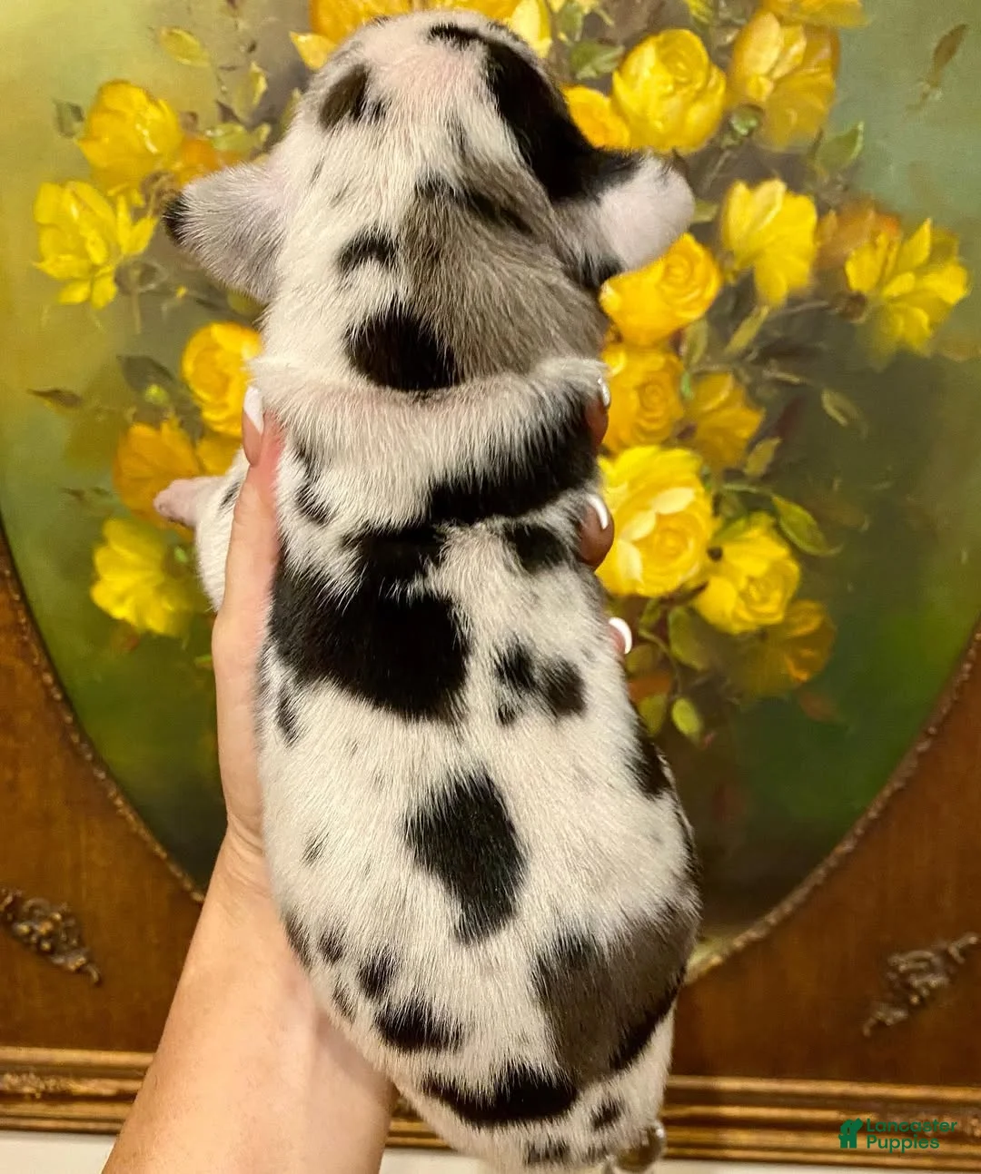Great Dane dogs for sale: Carbon Creed's Leviathan 🌊 - Ad 2