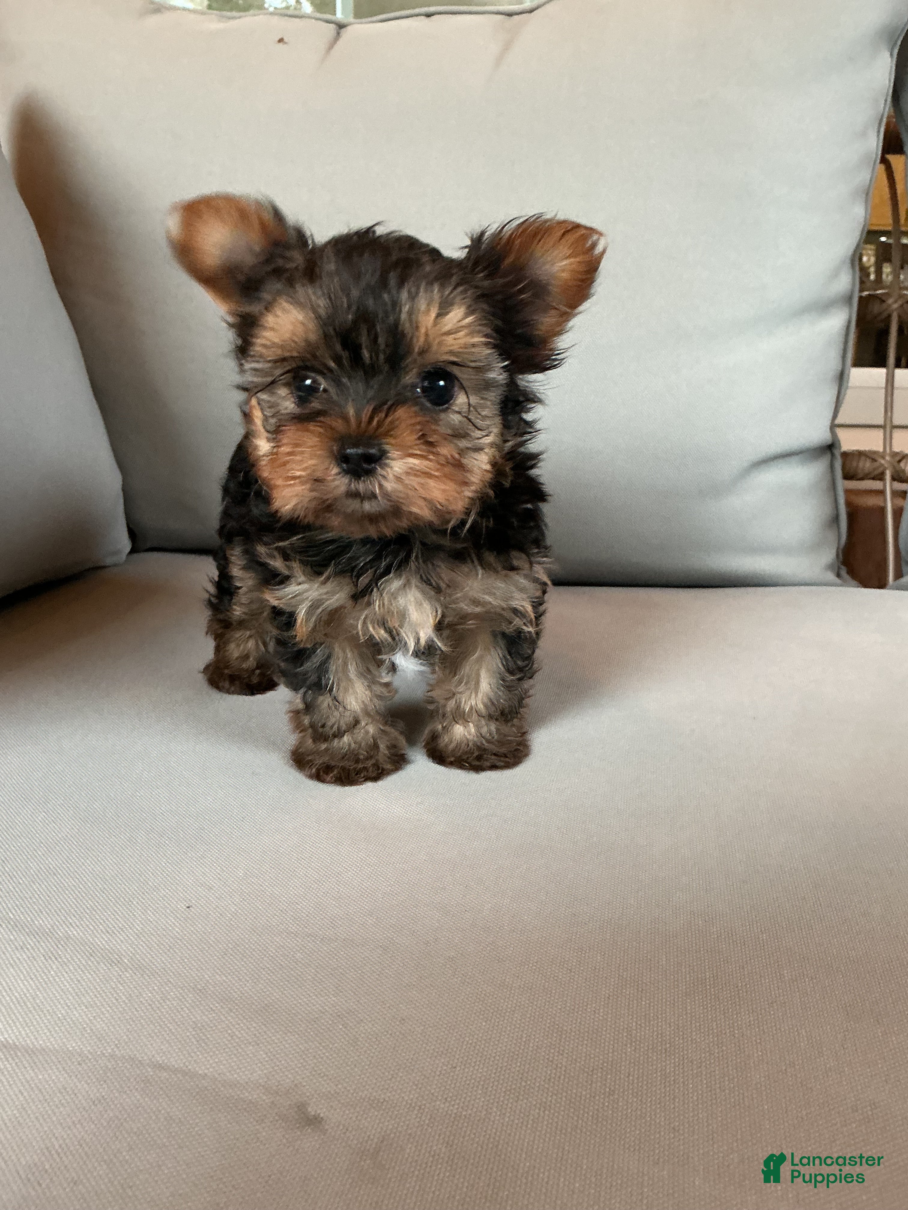 Yorkshire Terrier dogs Sammy - Ad 1