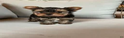 Yorkshire Terrier dogs for sale: Sammy - Ad 1