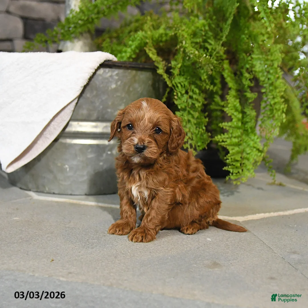 Cavapoo dogs for sale: Tigger - Ad 3