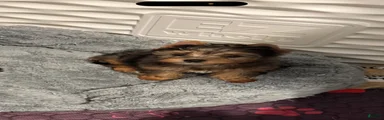 Yorkshire Terrier 1