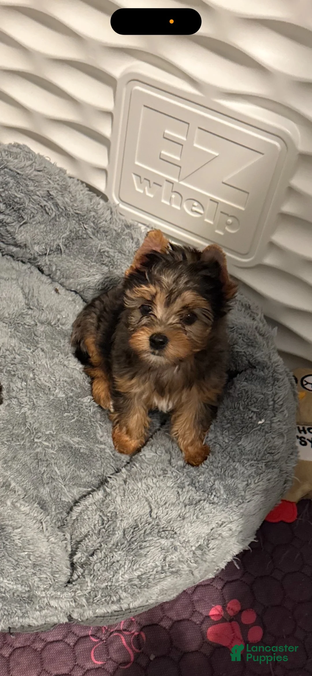 Yorkshire Terrier dogs for sale: Yorkshire Terrier 1 - Ad 1