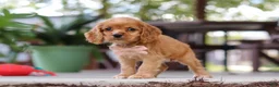 Cocker Spaniel dogs for sale: Billie - Ad 4