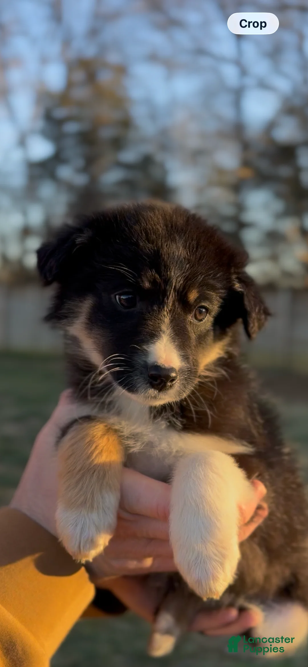 Miniature Australian Shepherd dogs for sale: Nova - Ad 3