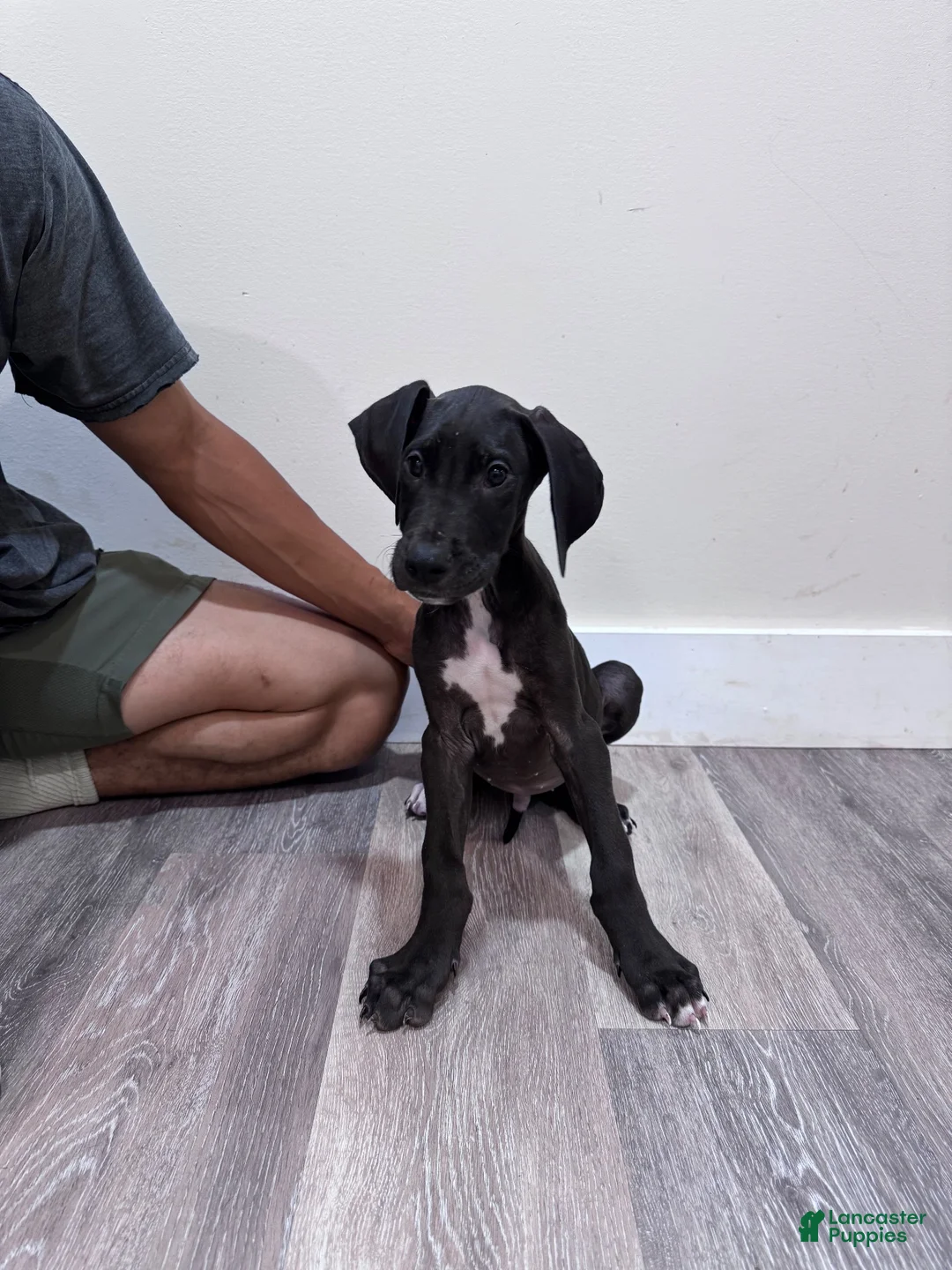 Great Dane dogs for sale: Great Dane 5 (Diesel)  - Ad 2