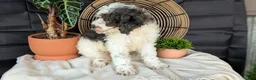 Cockapoo dogs for sale: Heath - Ad 22