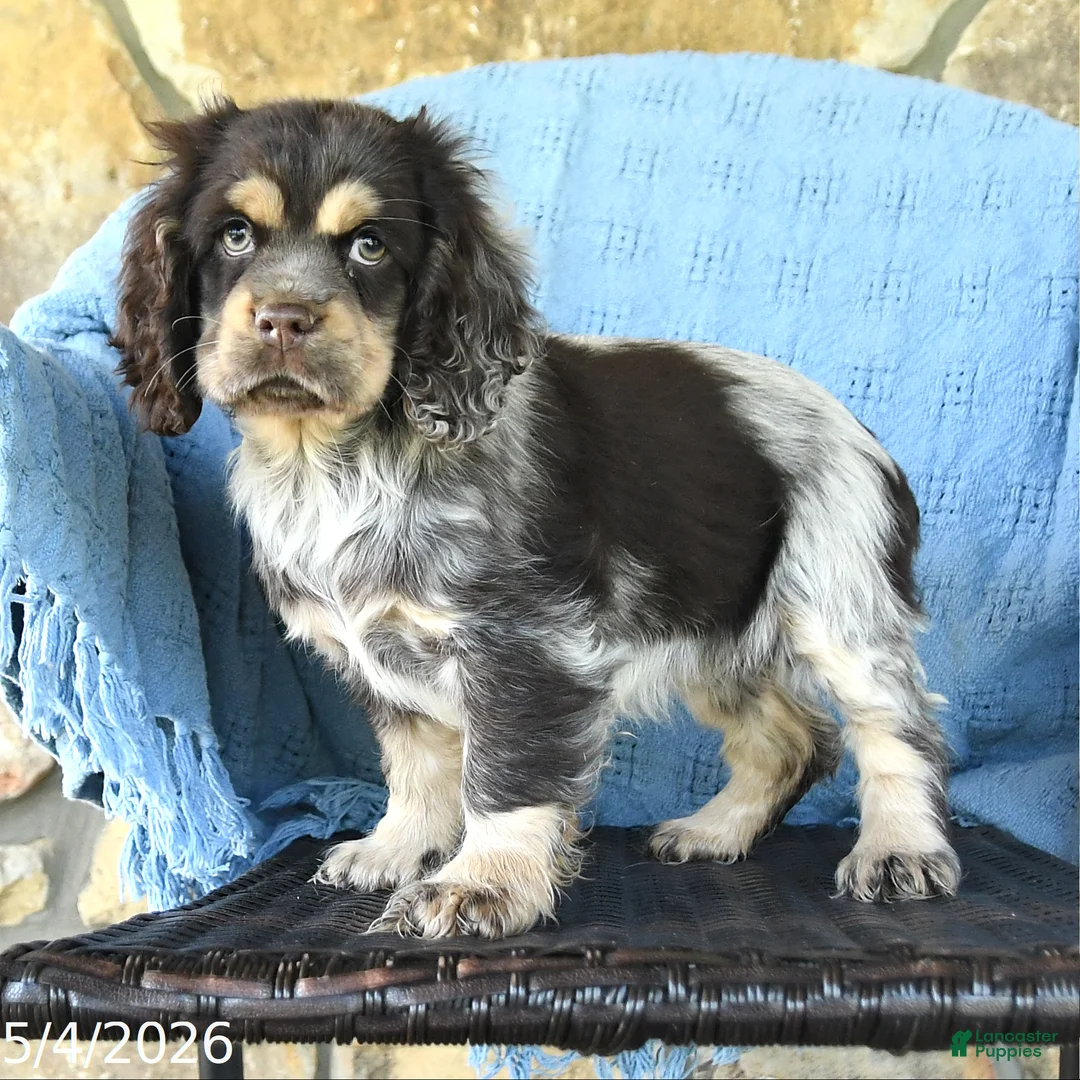 Cocker Spaniel dogs for sale: Mandy - Ad 3