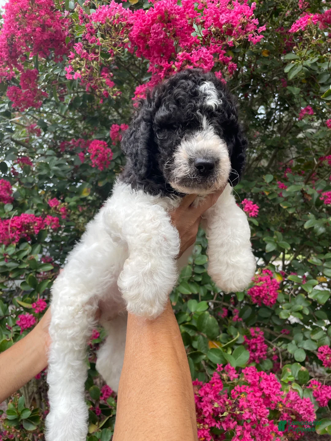 Goldendoodle dogs for sale: Rex - Ad 1