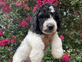 Goldendoodle dogs Rex - Ad 14