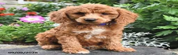 Miniature Poodle dogs for sale: Phil  - Ad 4