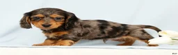 Miniature Dachshund dogs for sale: Oscar - Ad 1